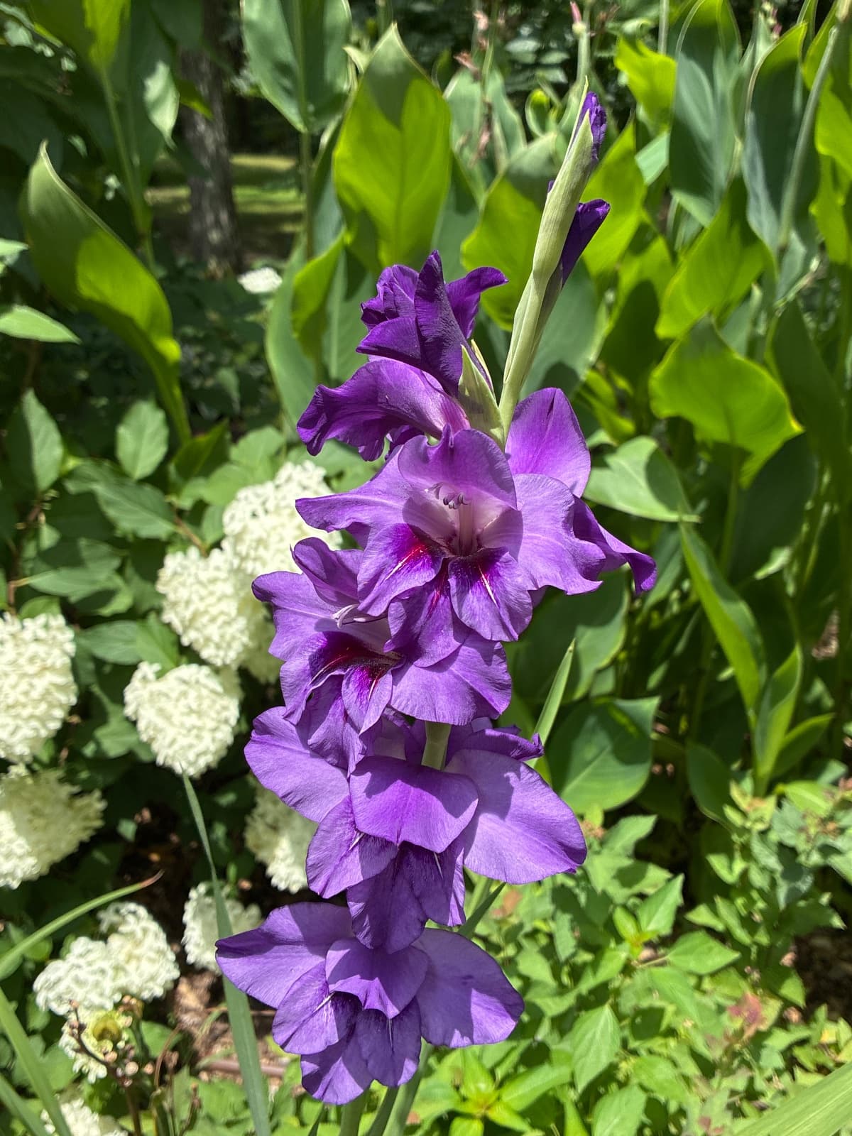 Deep blue/purple Gladiola