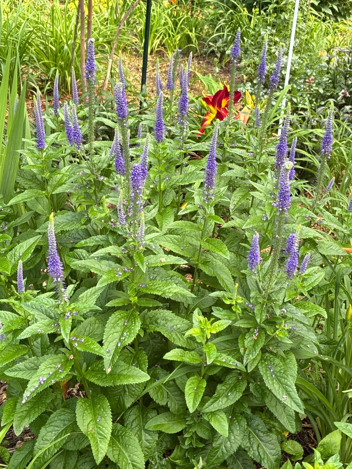 Deep Purple Veronica