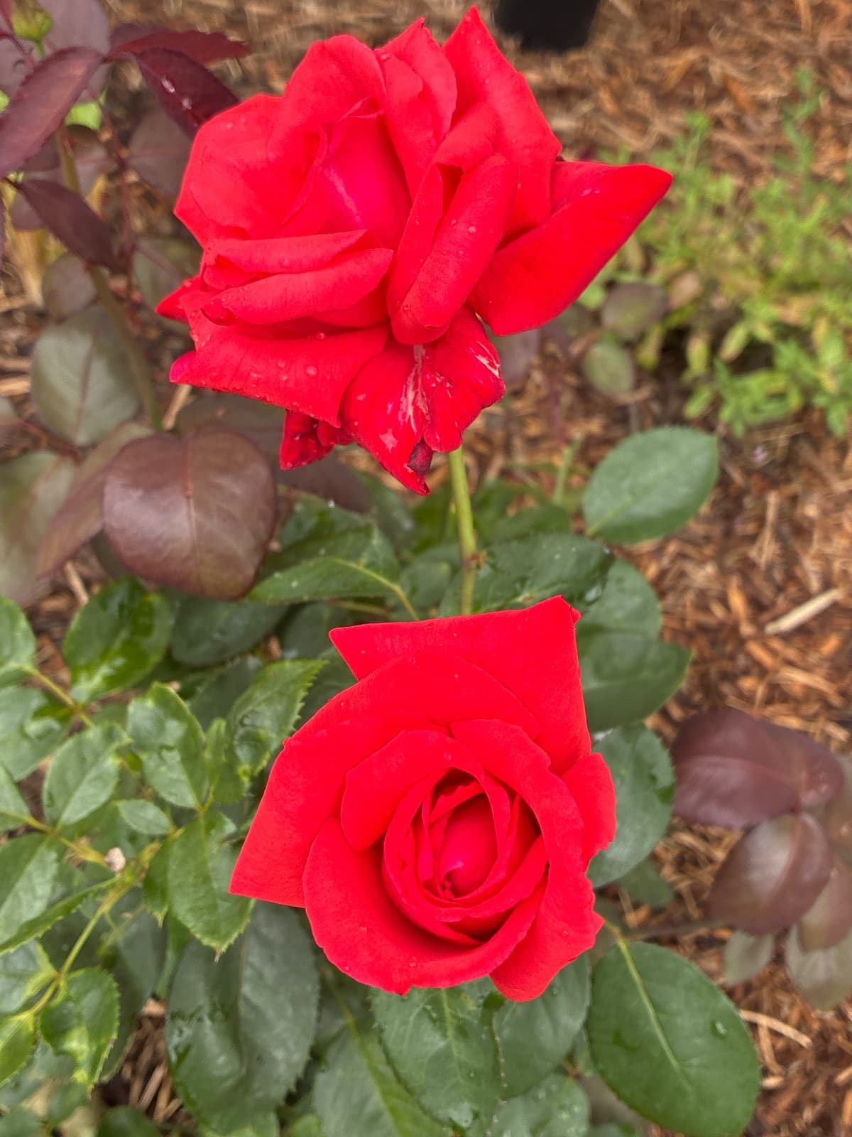 Dolly Parton Rose
