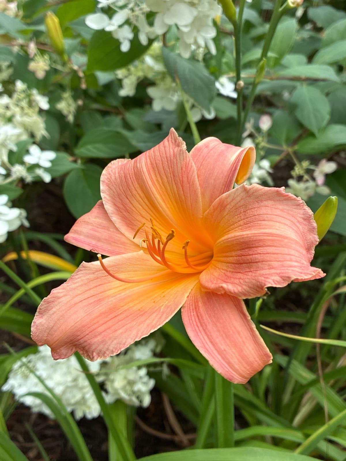 Dorothy Lambert Daylily