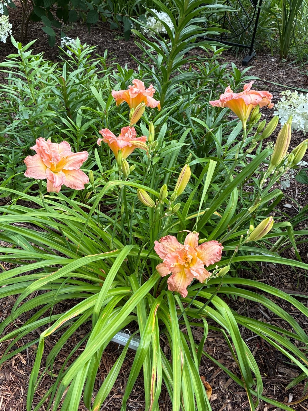 Dublin Elaine Daylily