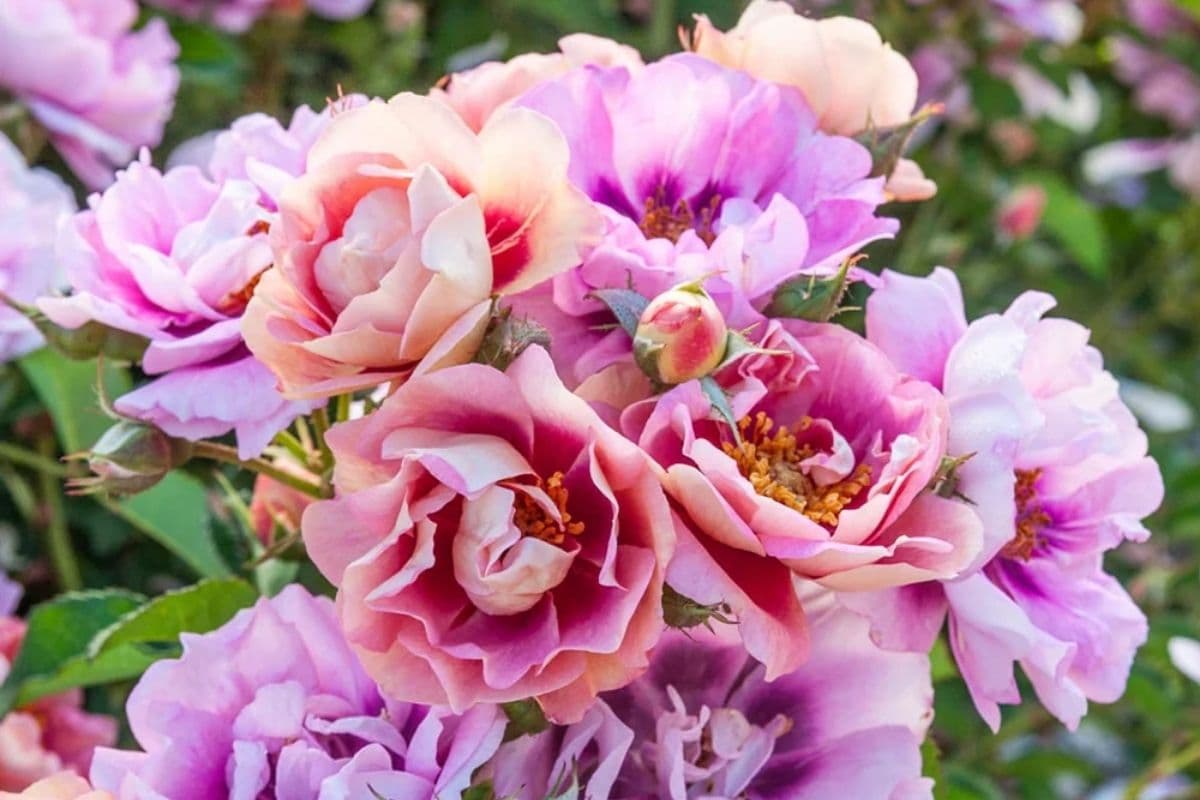 Easy on the Eyes Rose