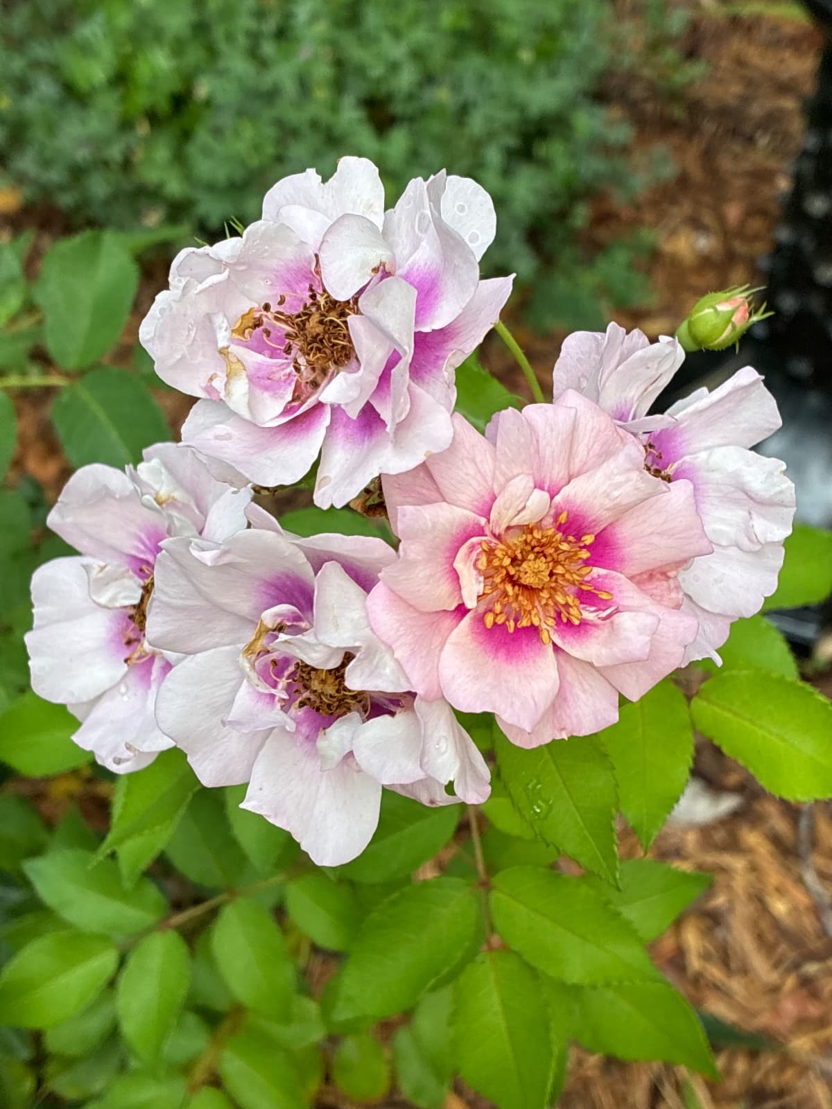 Easy on the Eyes Shrub Rose