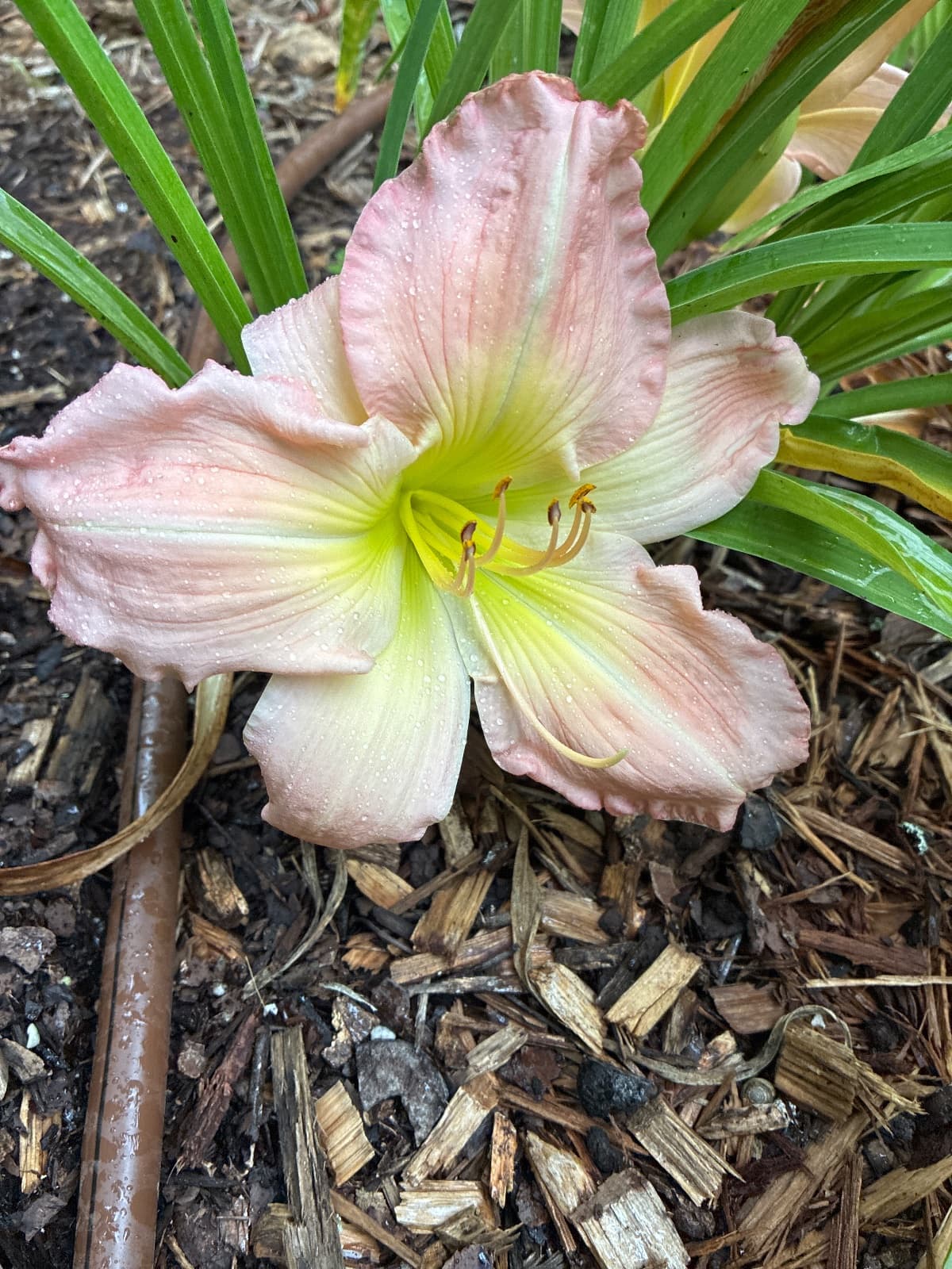 Edith Marie Daylily