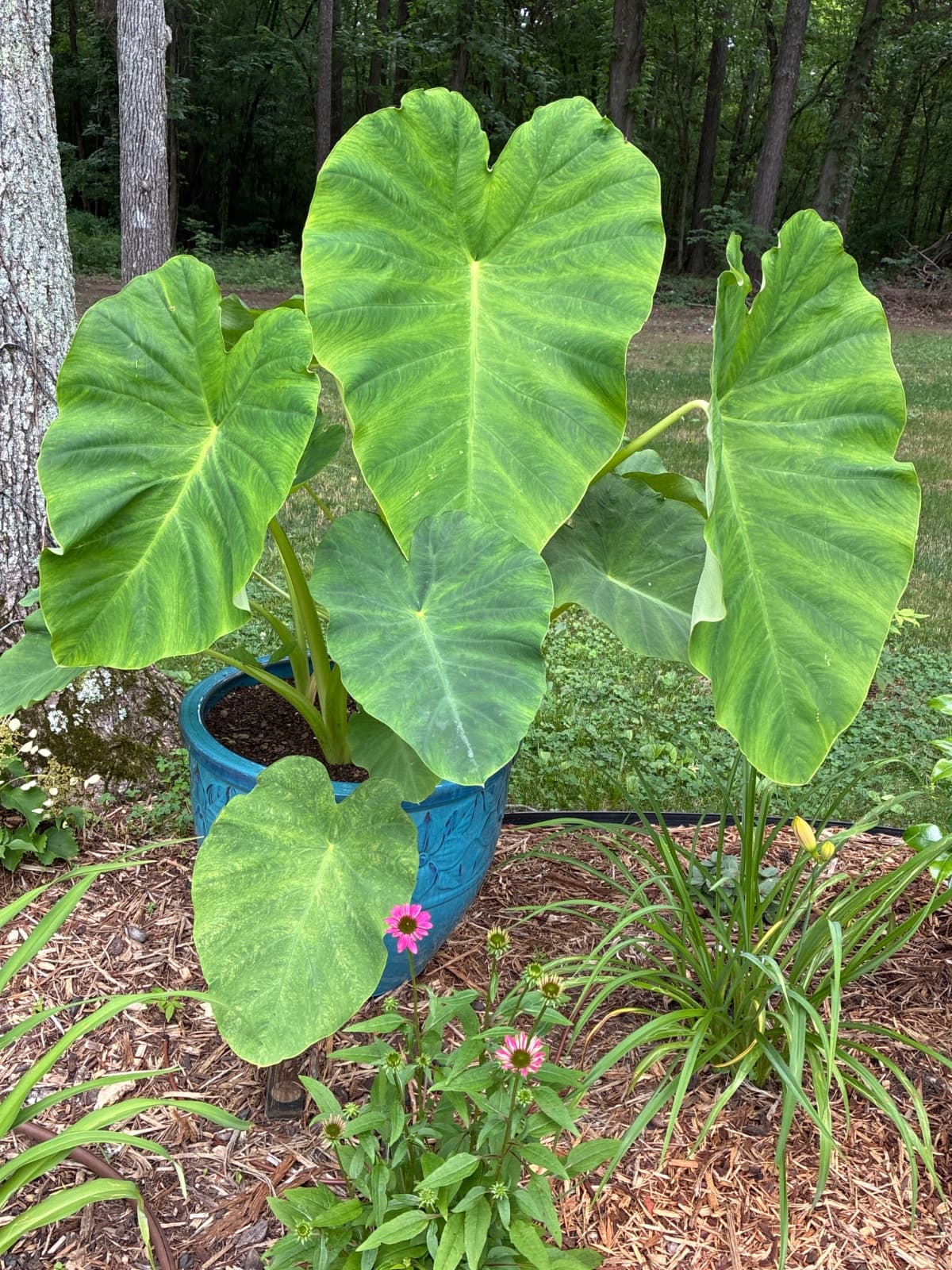 Elephant Ears