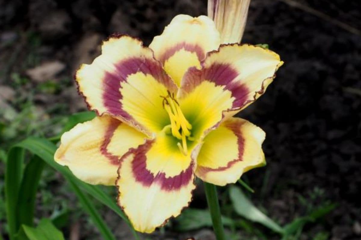 Farmville Stained Glass