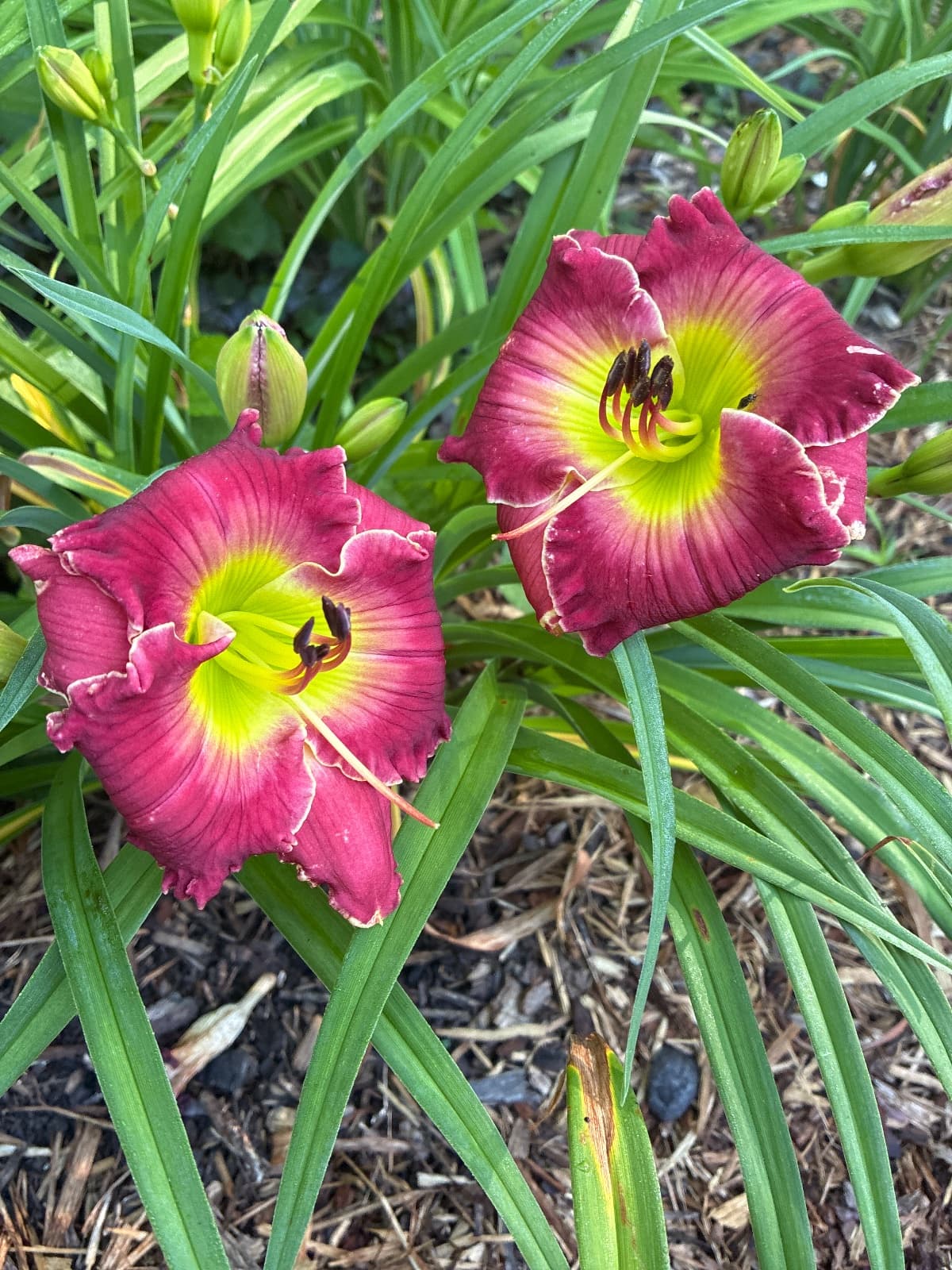 Farmville Stained Glass Daylily