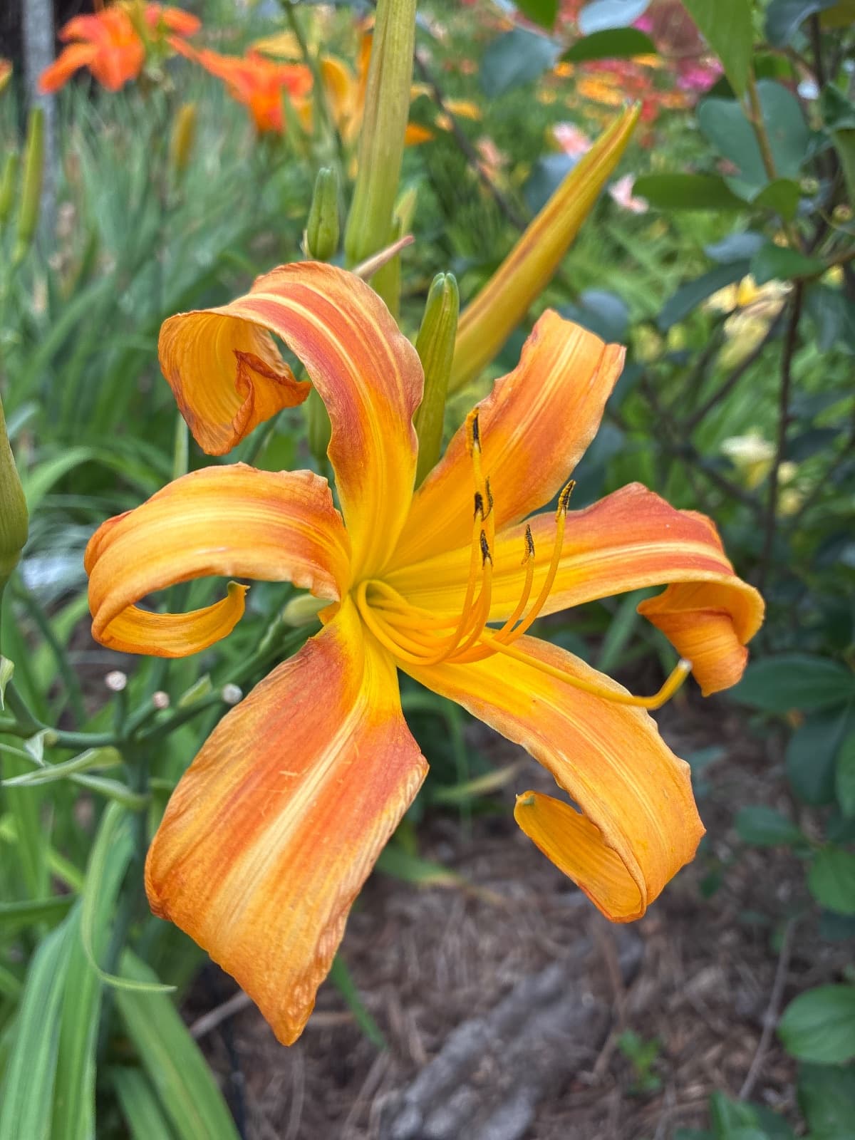 Fast and Curious Daylily