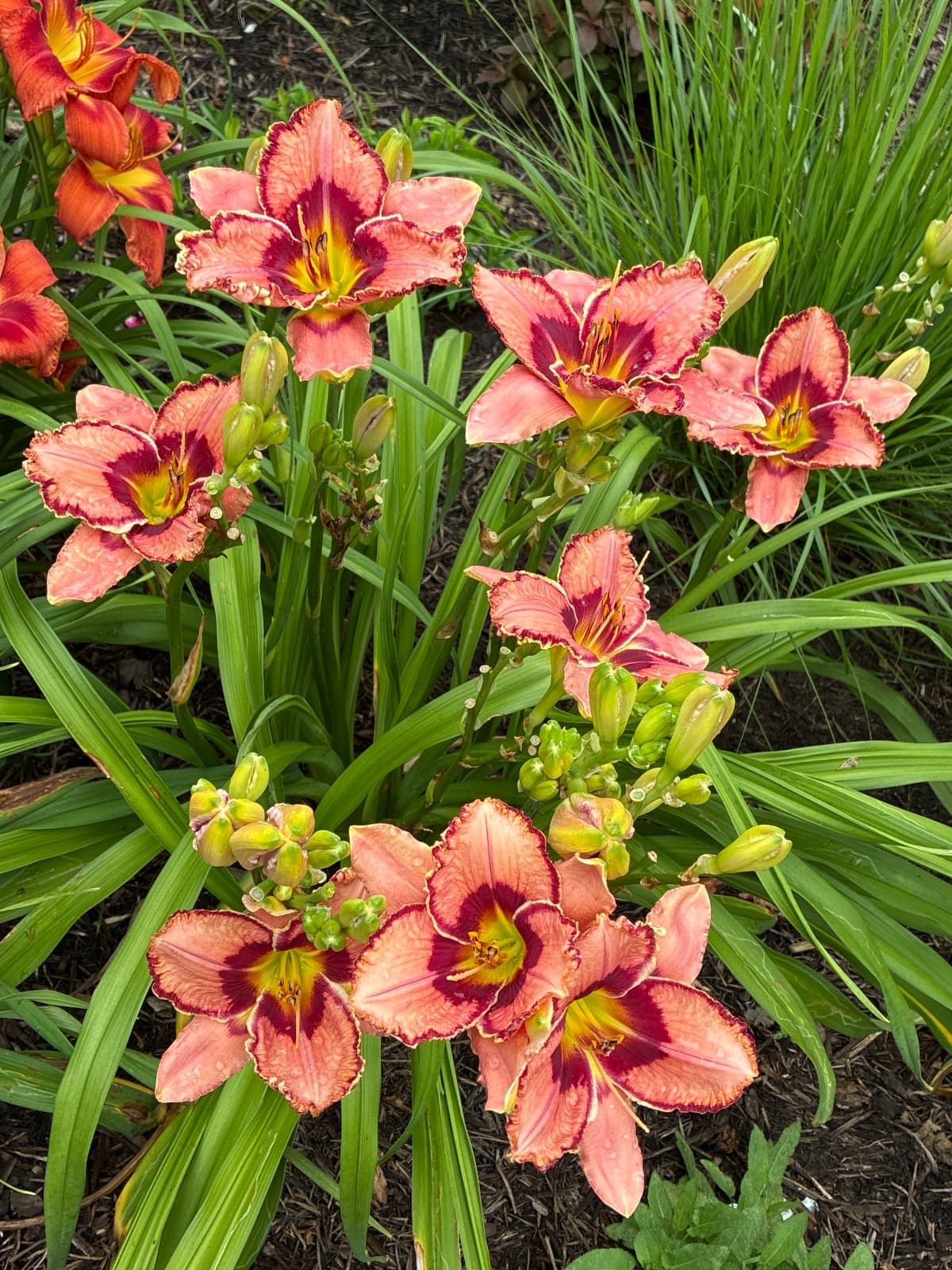 Fearfully & Wonderfully Made Daylily