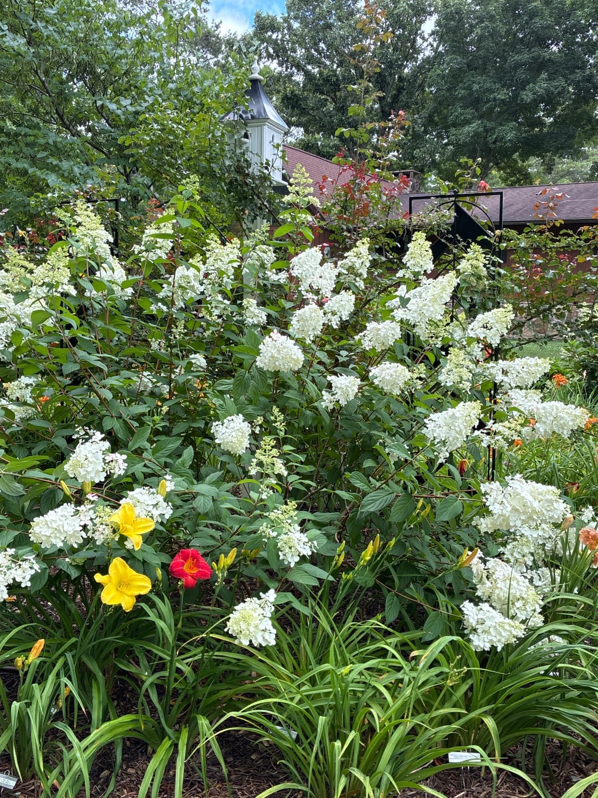 Fire Light Panicle Hydrangea