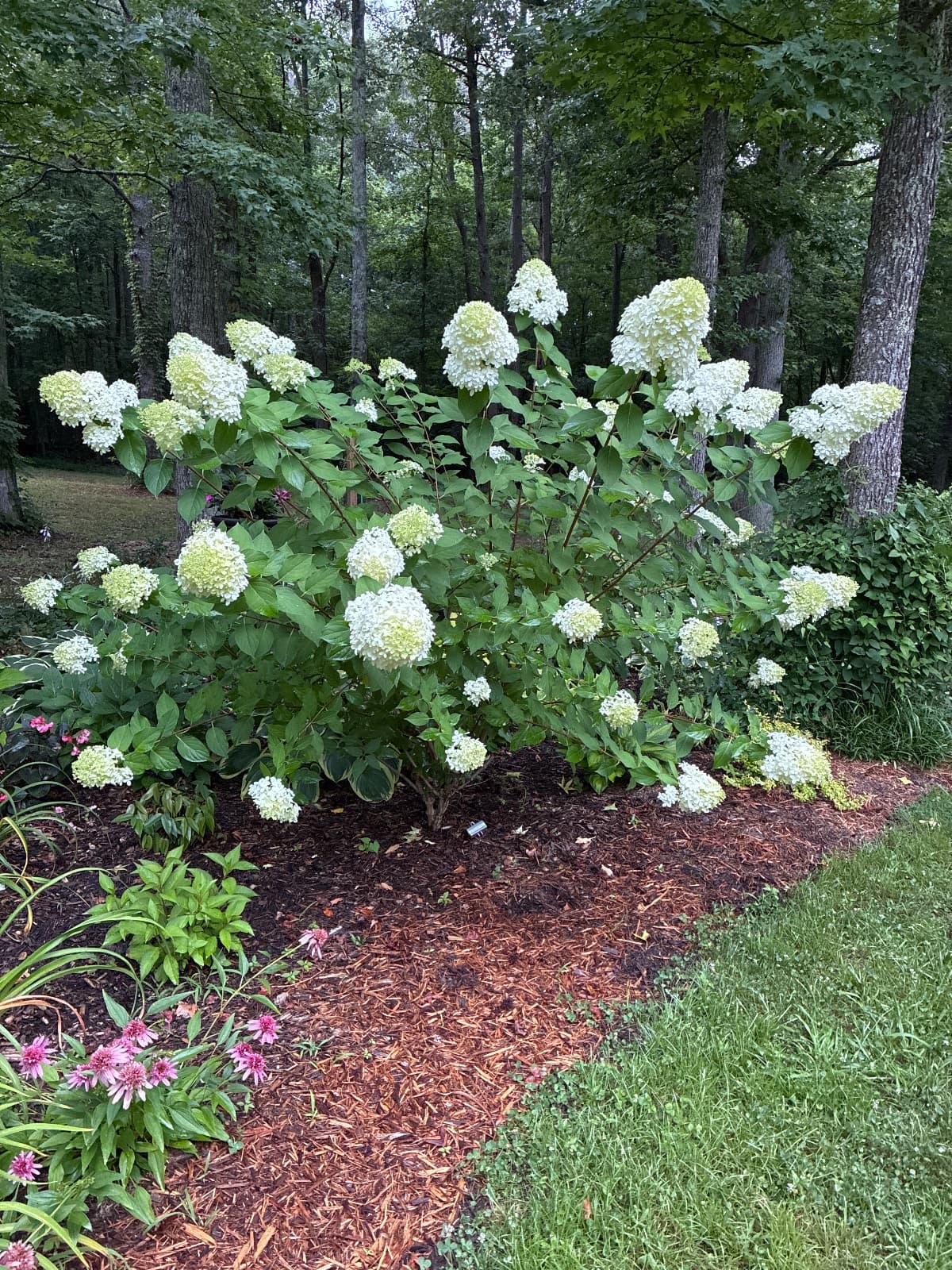 Firelight Panicle Hydrangea
