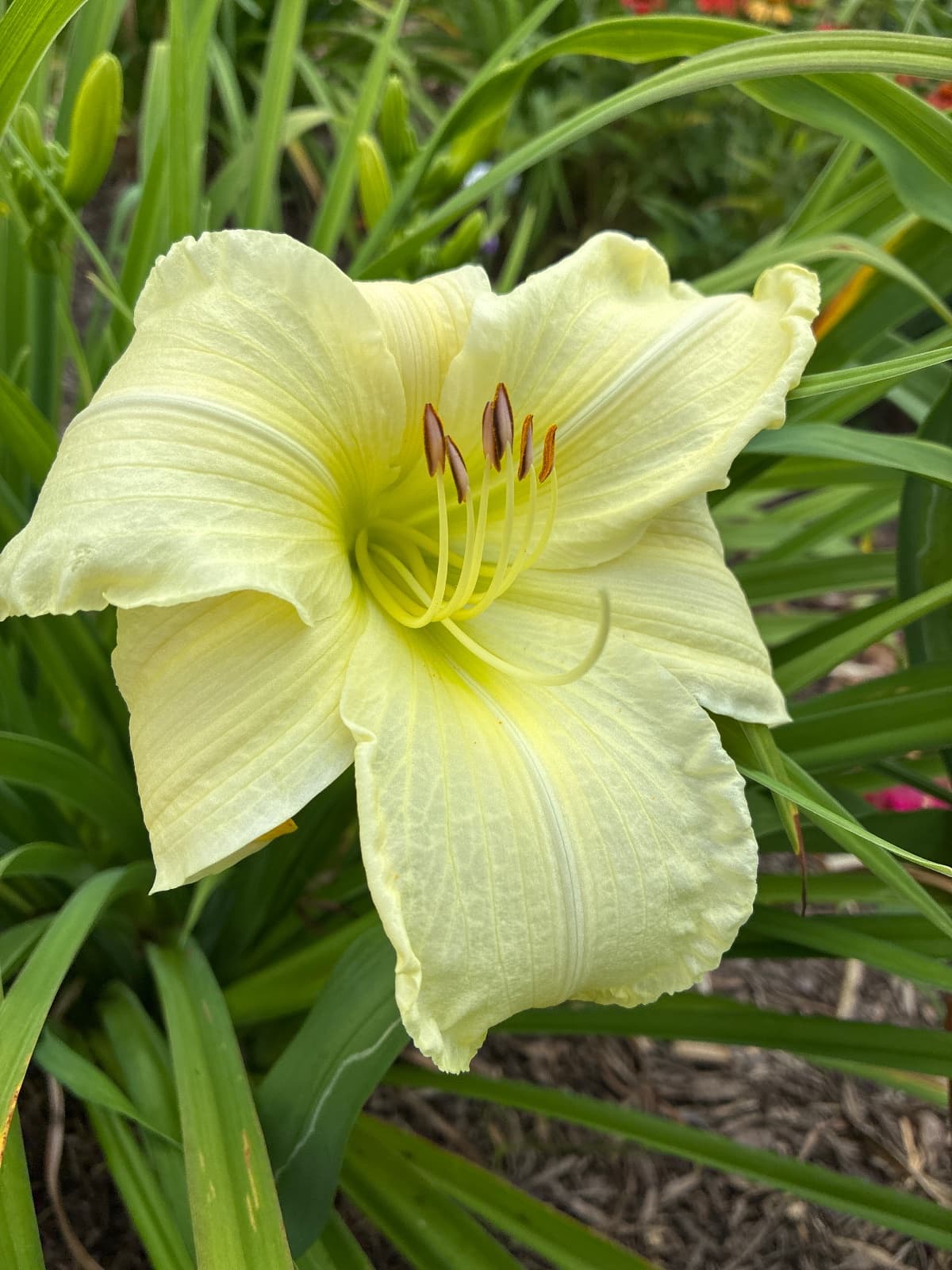 First Lady Barbara Daylily