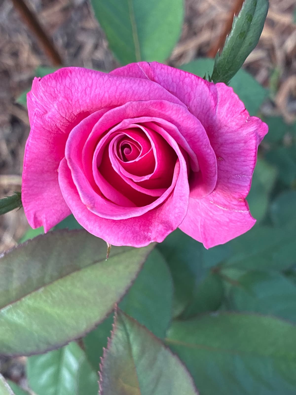 First Prise Hybrid Tea Rose