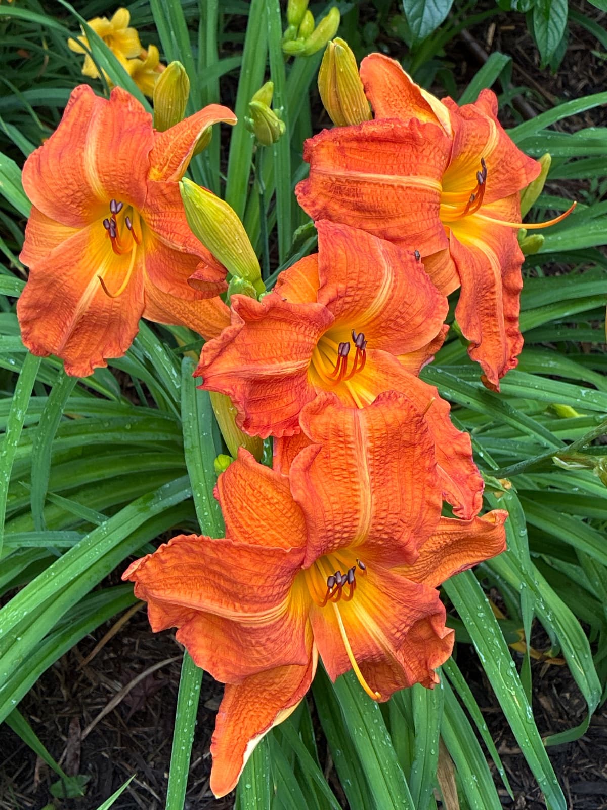 Flaming Frolic Daylily