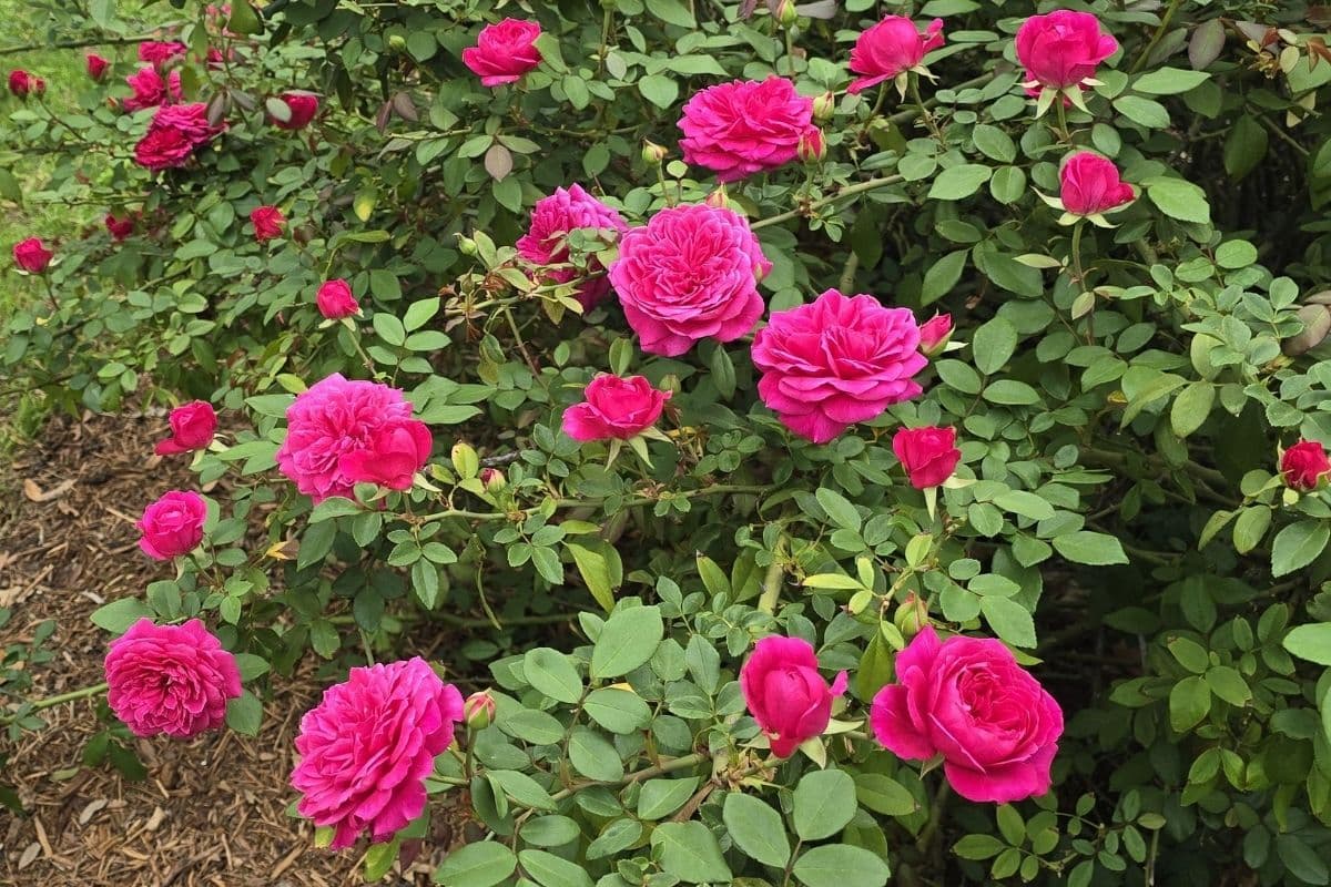 Flamingo Rosita Rose