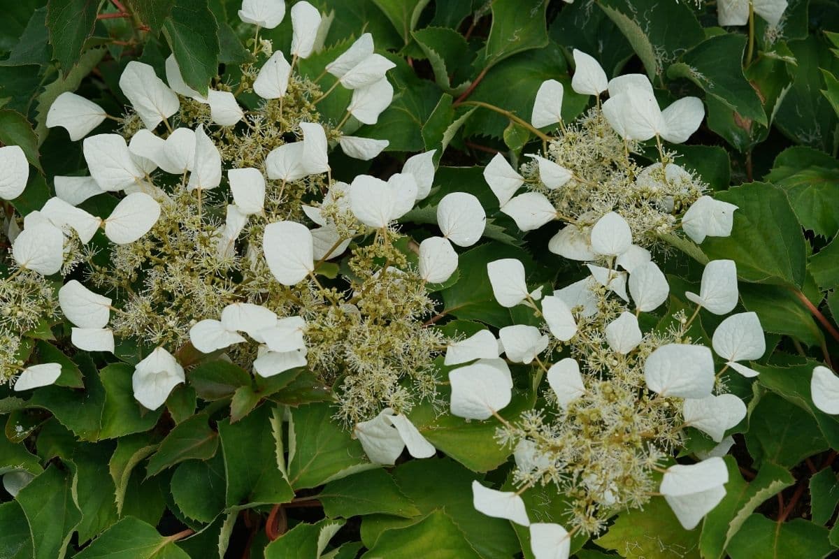 Flirty Girl Hydrangea