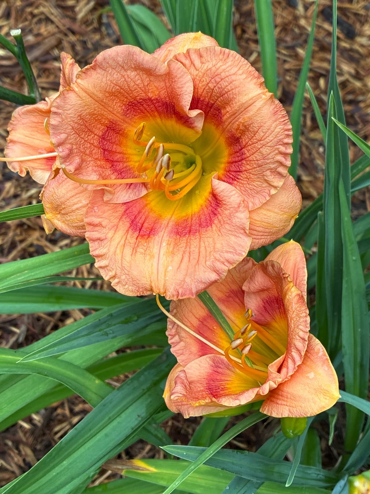 Forsyth Hot Lips Daylily