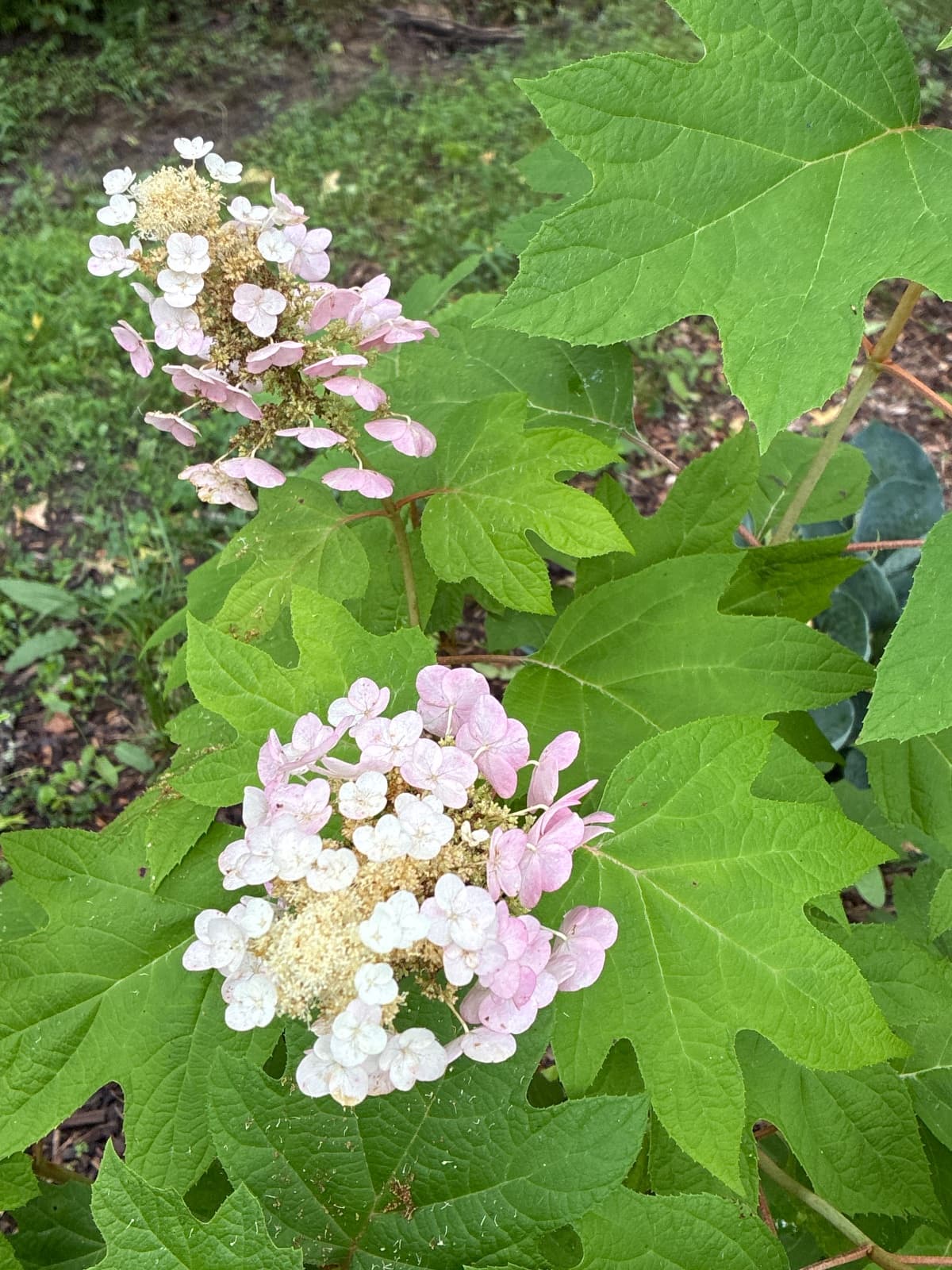 Gatsby Star Oakleaf Hydrangea