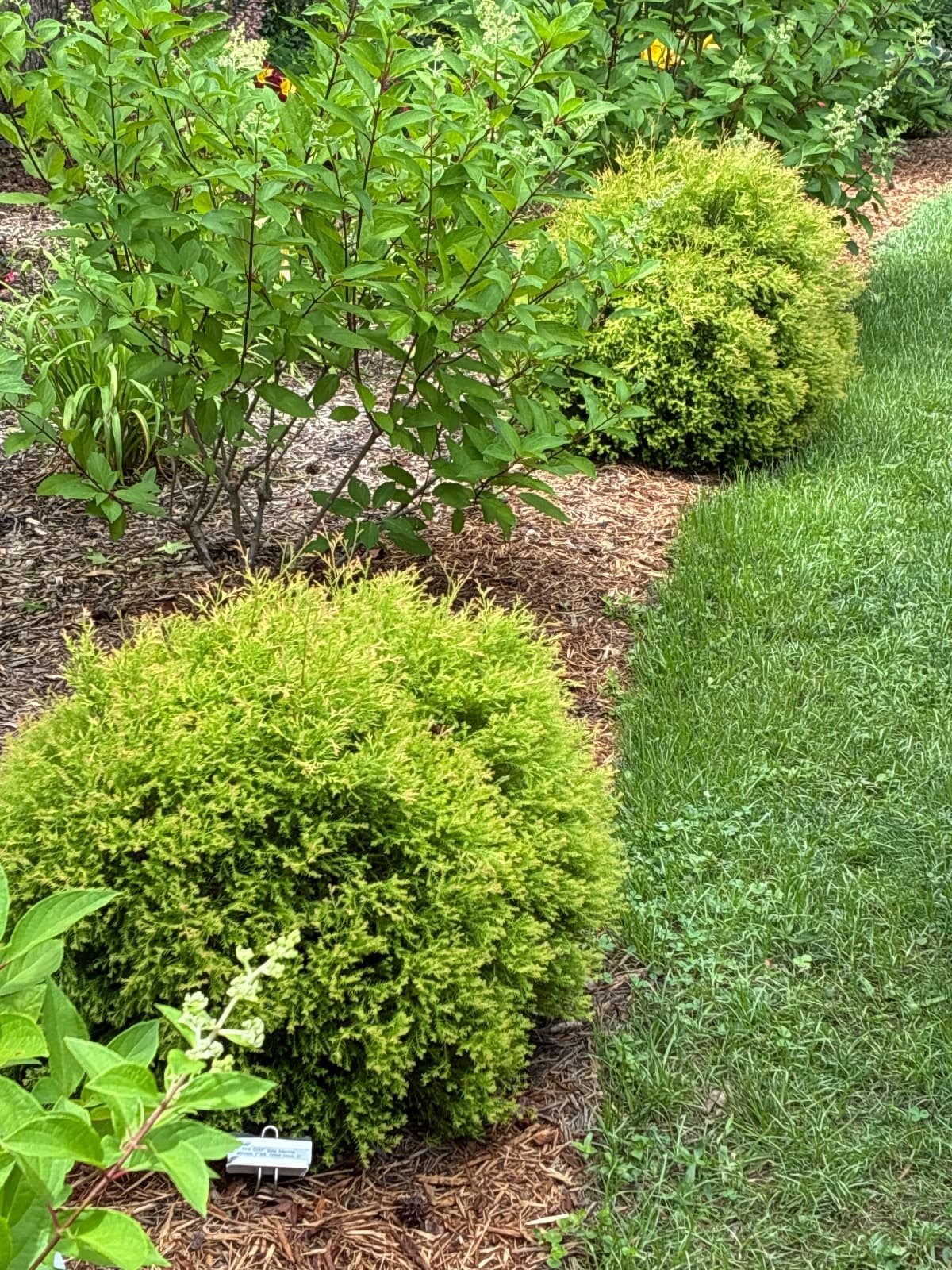 Gire Chief Globe Arborvitaes