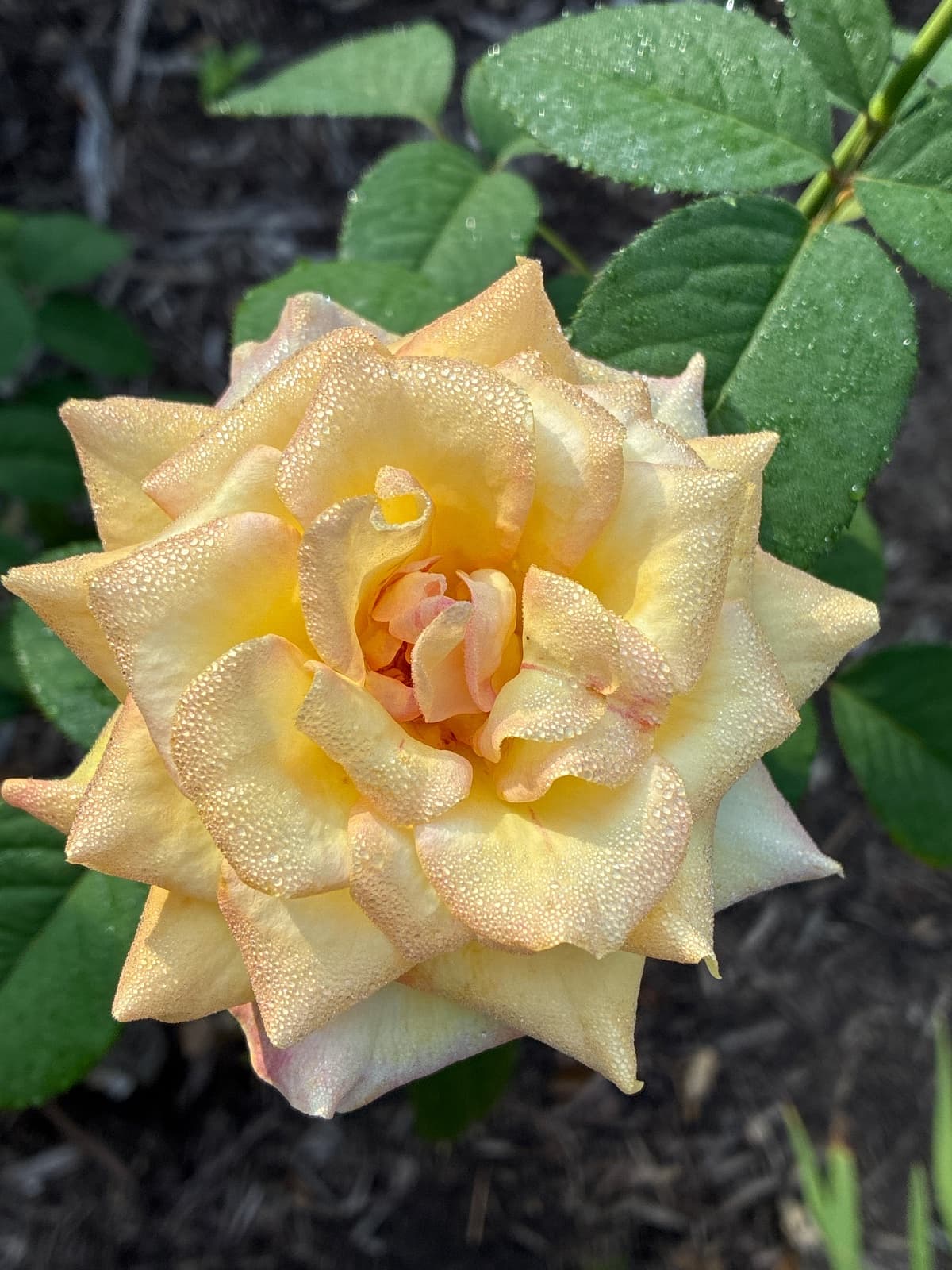 Gold Metal Grandiflora Rose