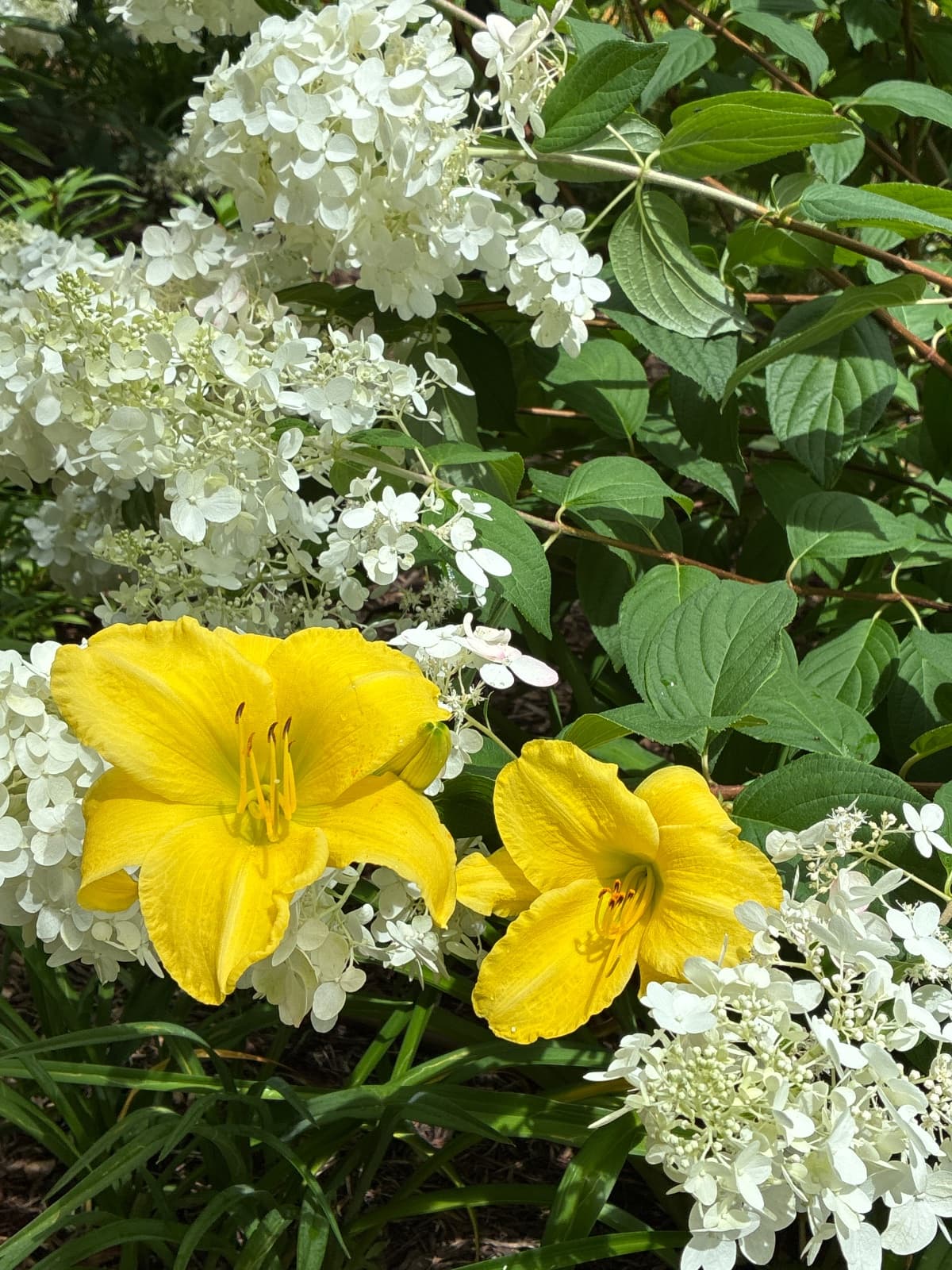 Good Impression Daylily
