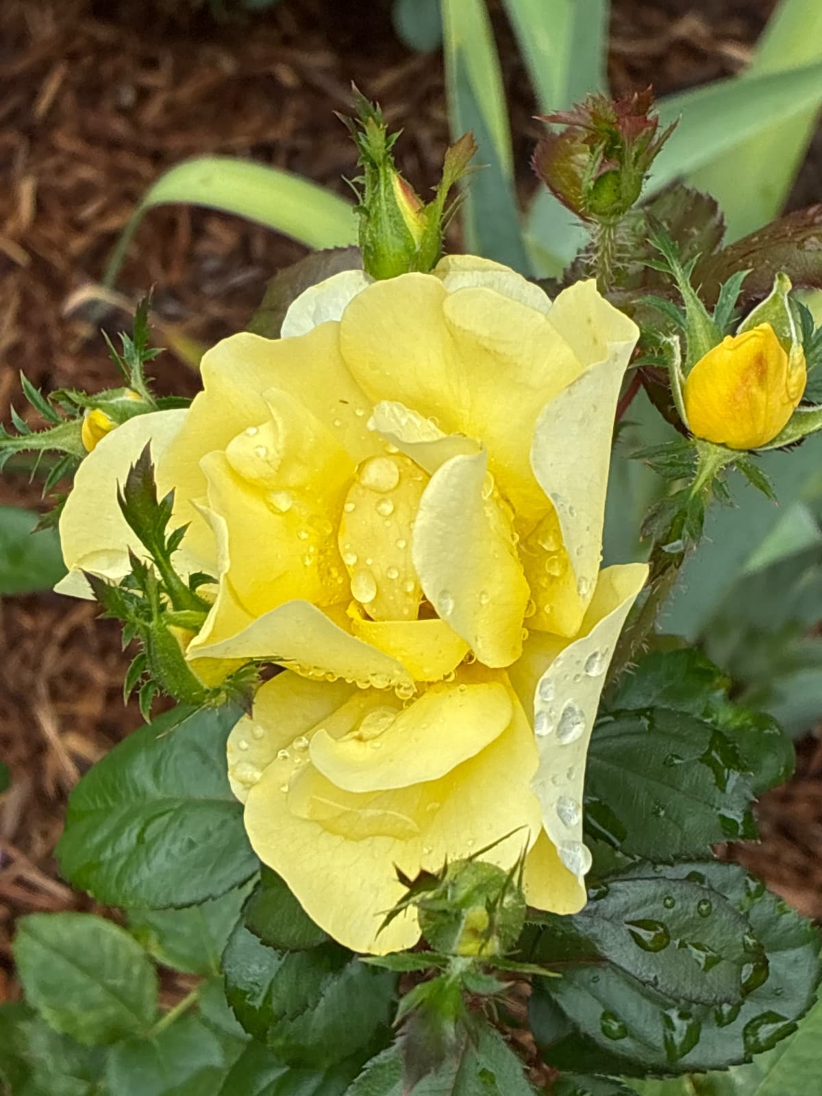 Grace N' Grit Yellow Shrub Rise