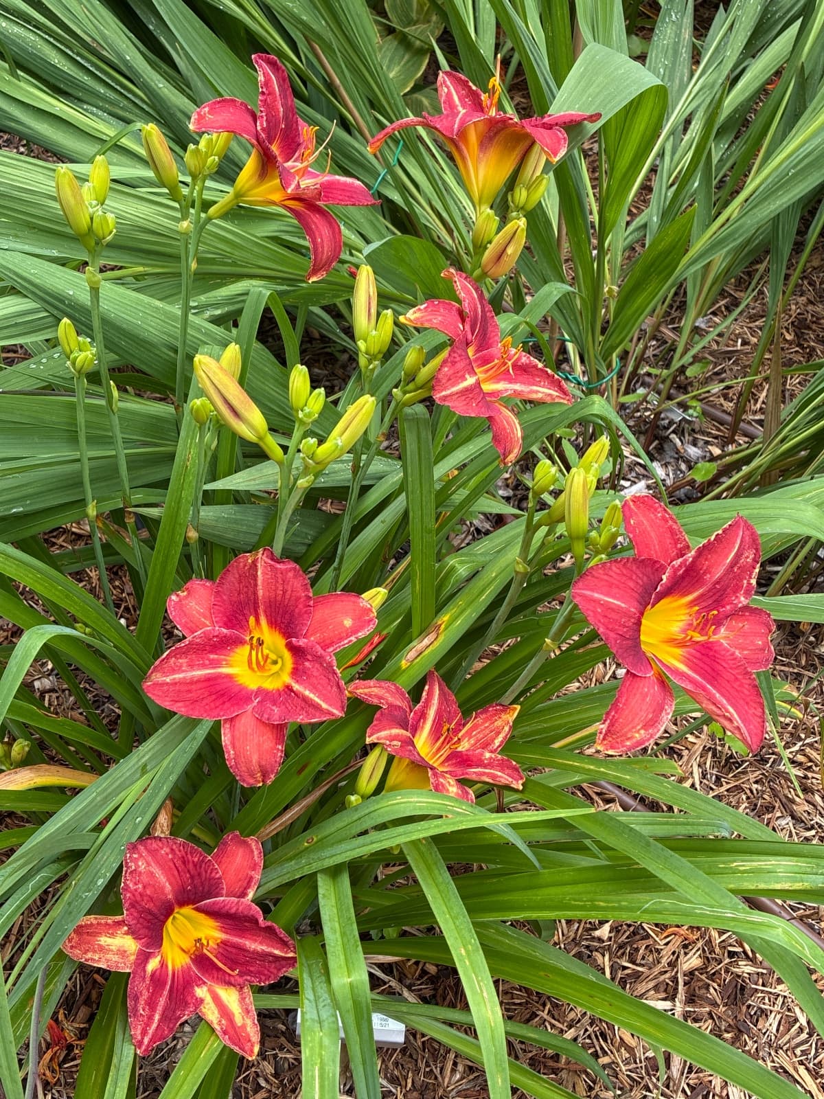 Harrods Daylily