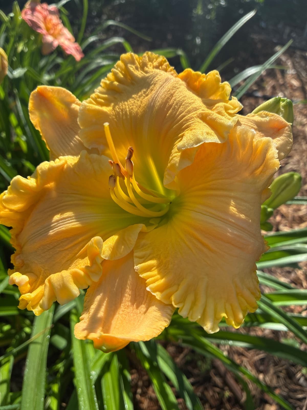 Hazel Ridley Daylily