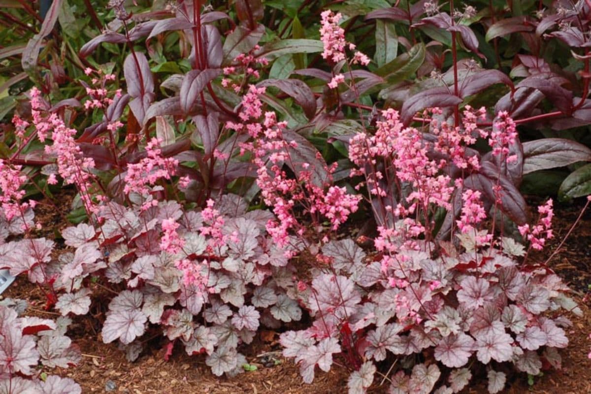 Heuchera