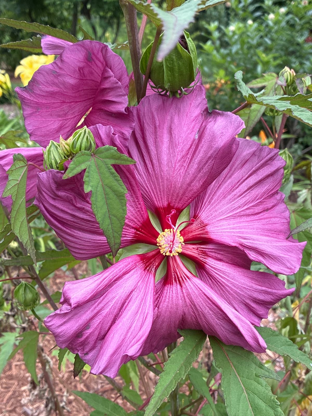 Hibiscus