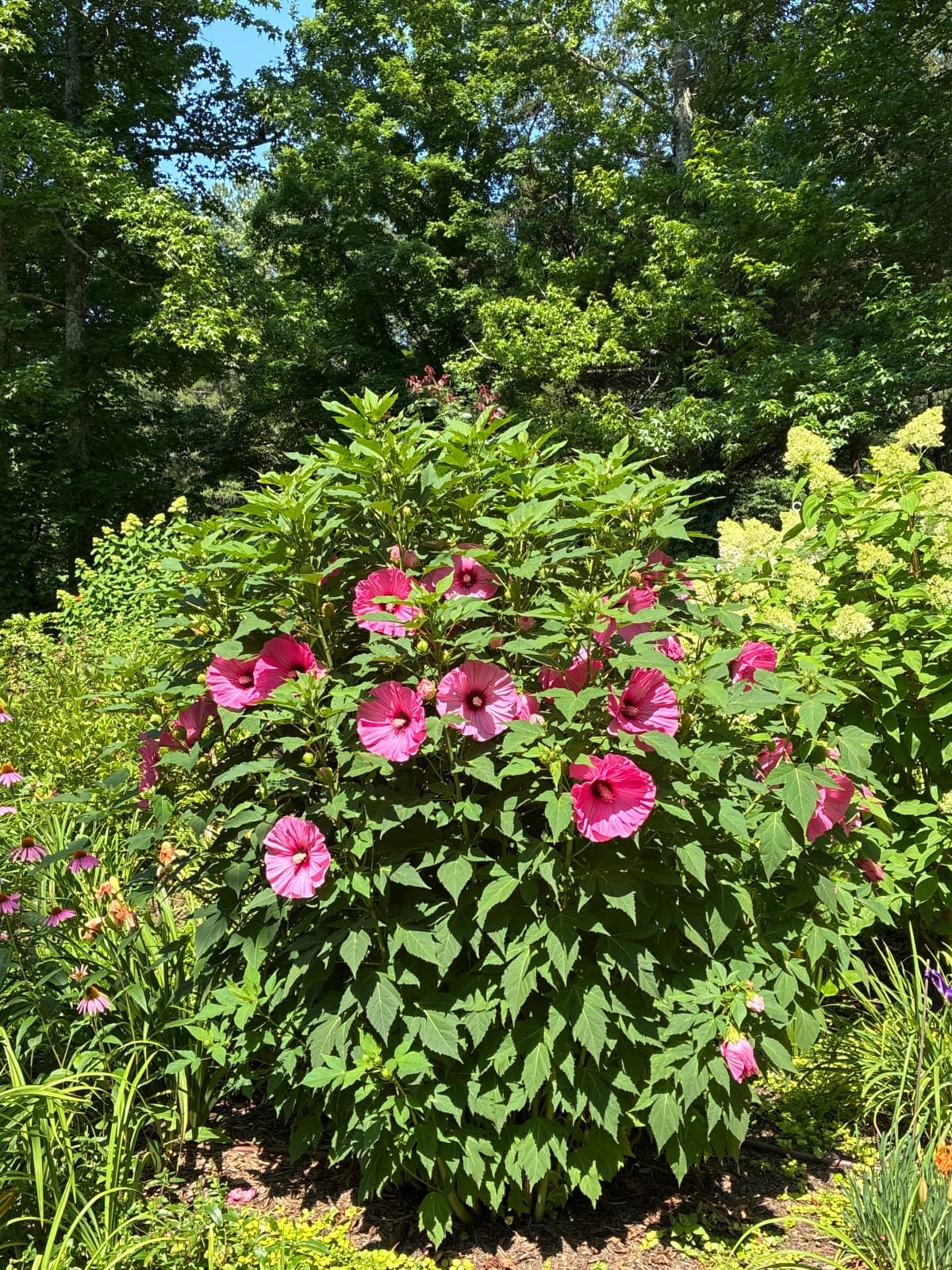 Hibiscus