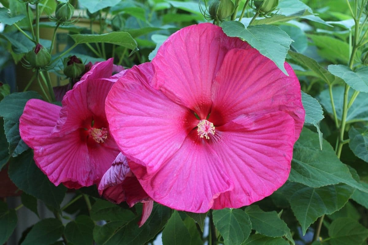 Honeymoon Rose Hibiscus