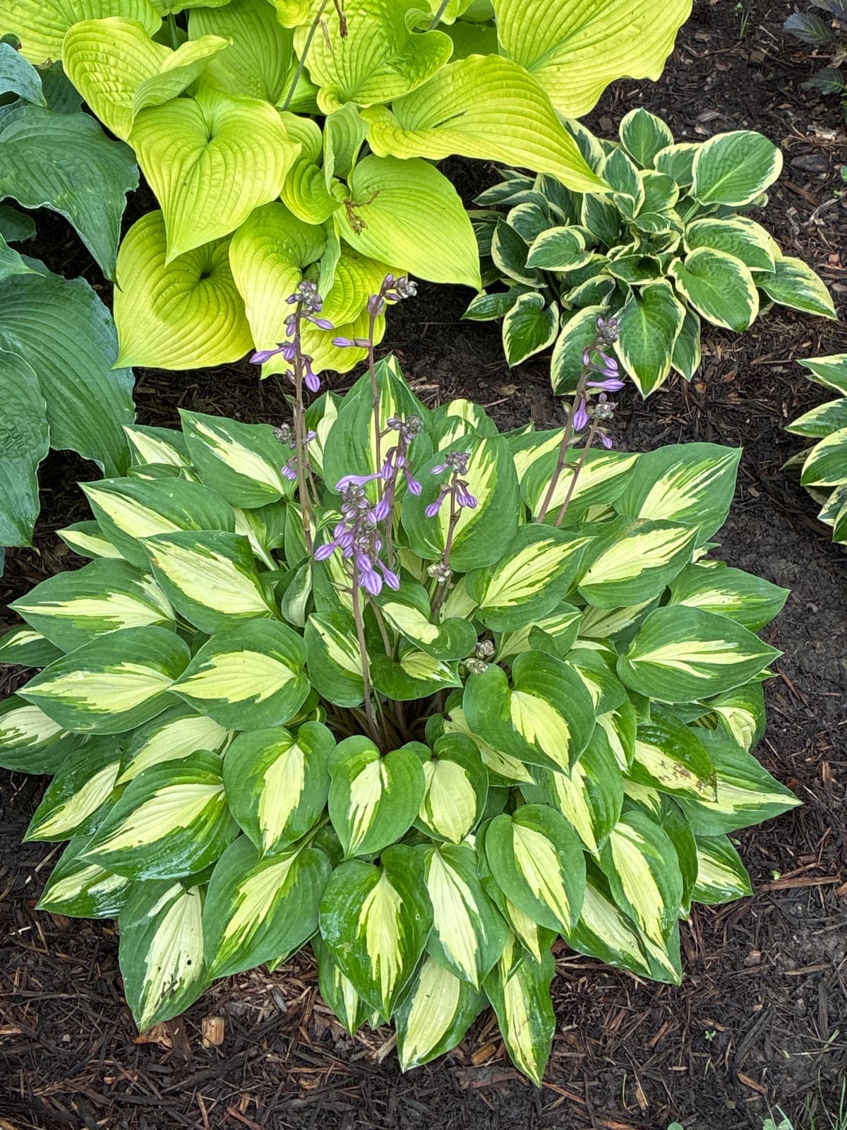 Hosta