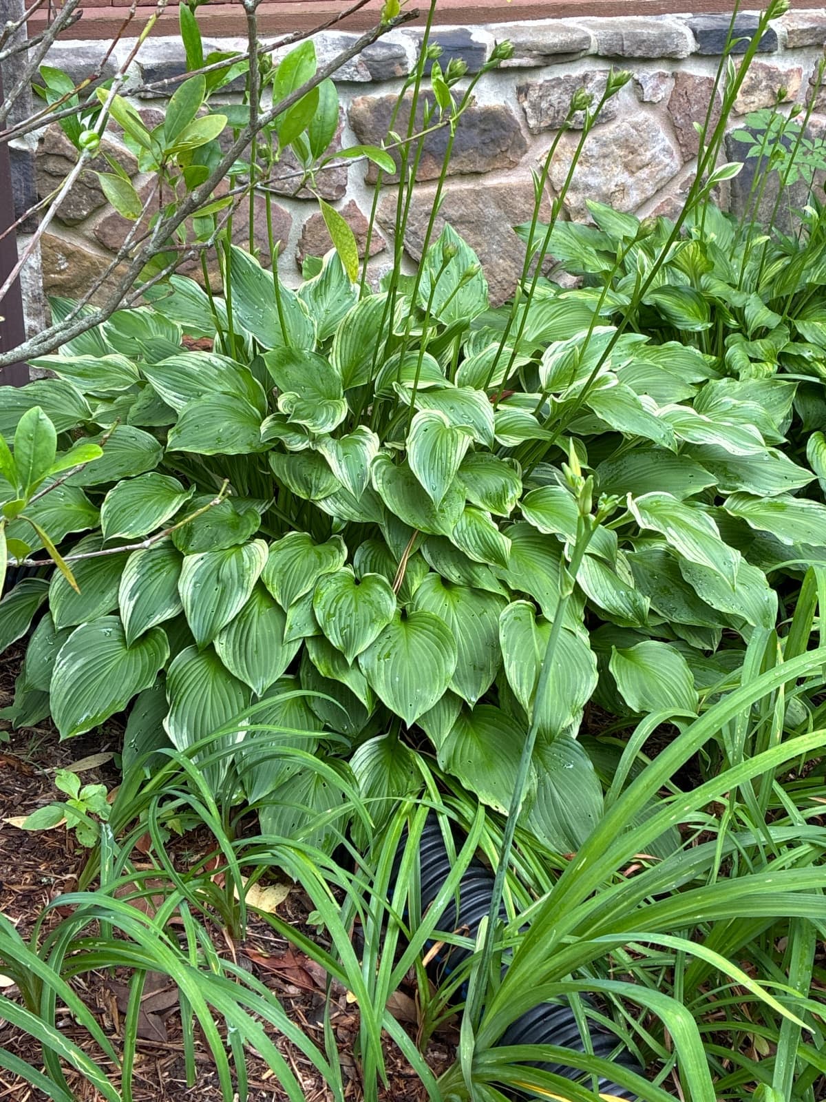 Hostas