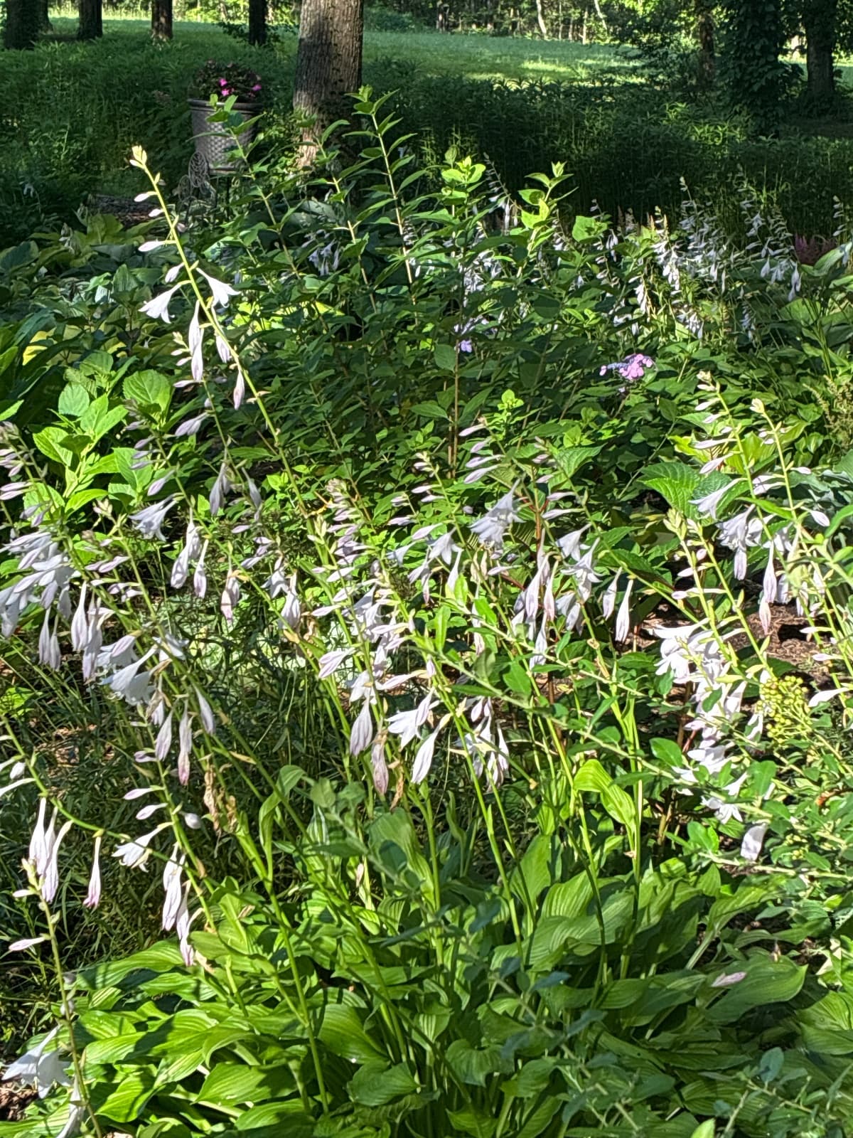 Hostas in Bloom