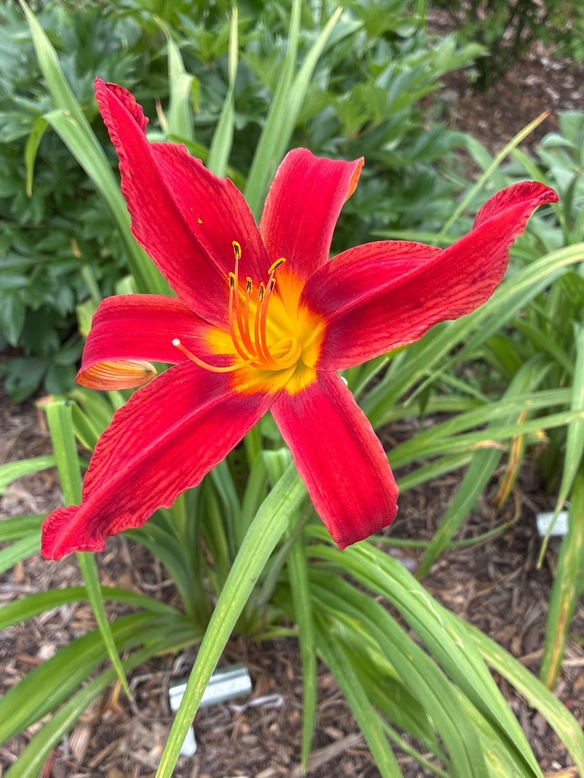 Hot Spider Daylily
