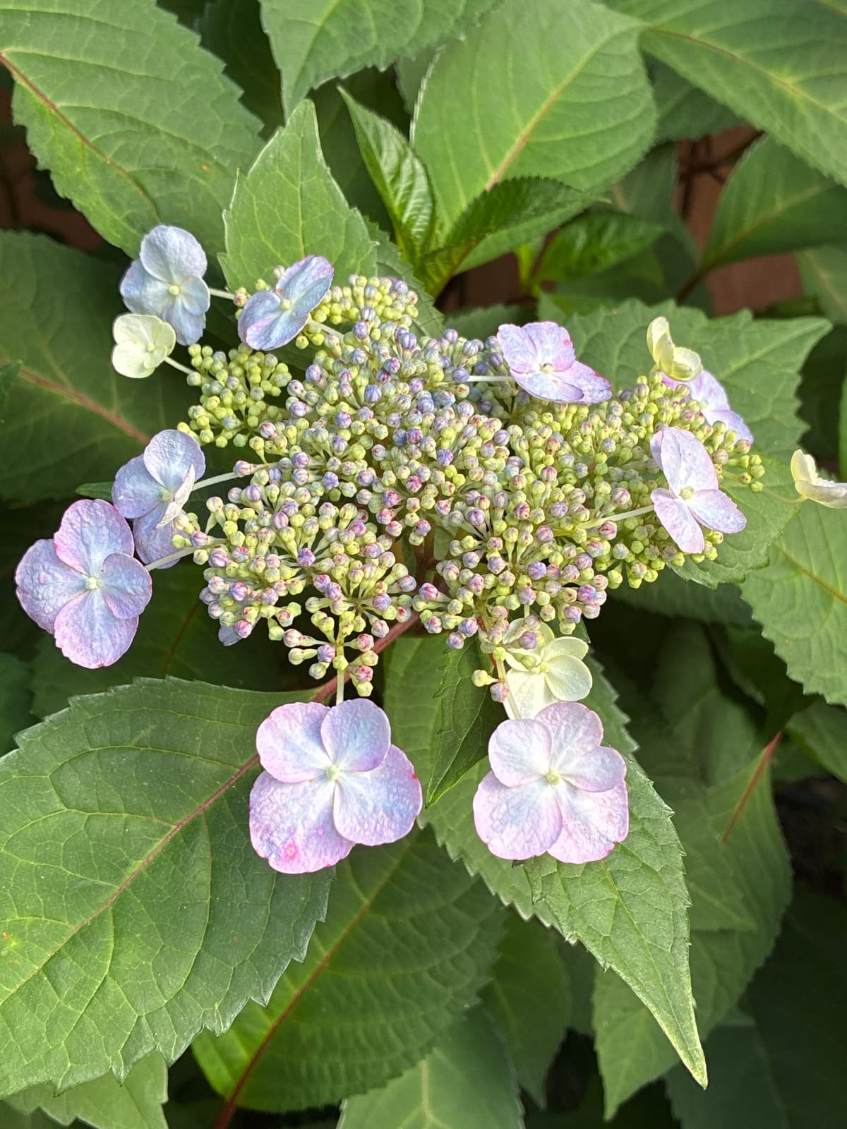 ?? Hydrangea