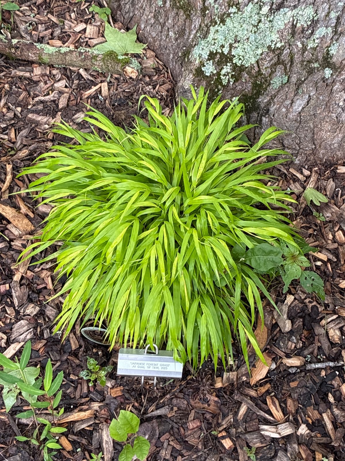 Japanese Forest Grass