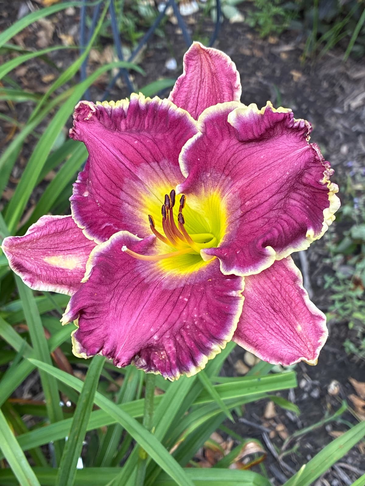 Jo Kellum Daylily