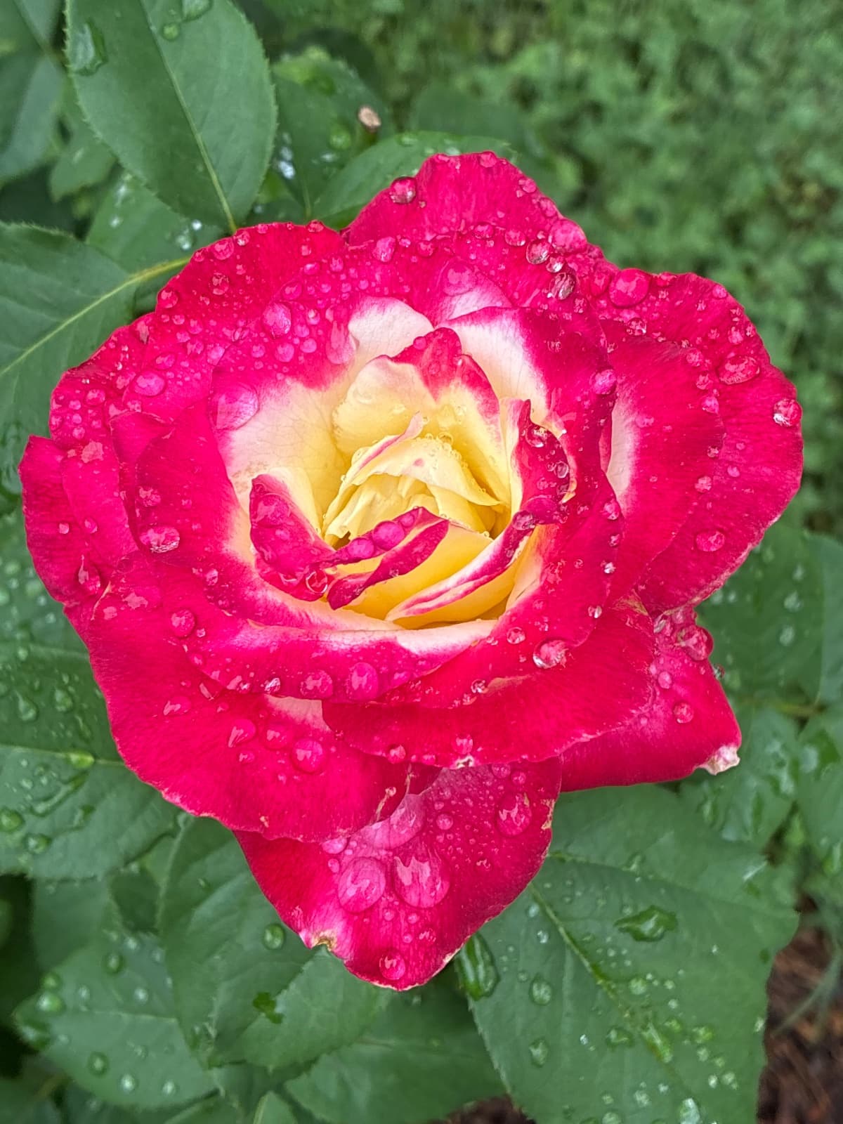 John F Kennedy Rose