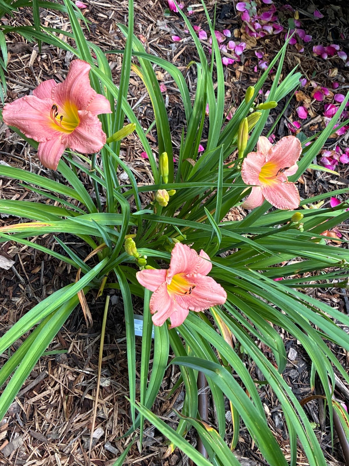 Judith Daylily