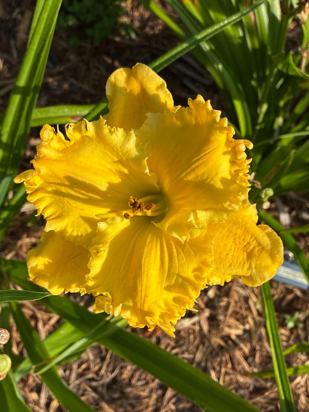 Kennesaw Golden Needles Daylily