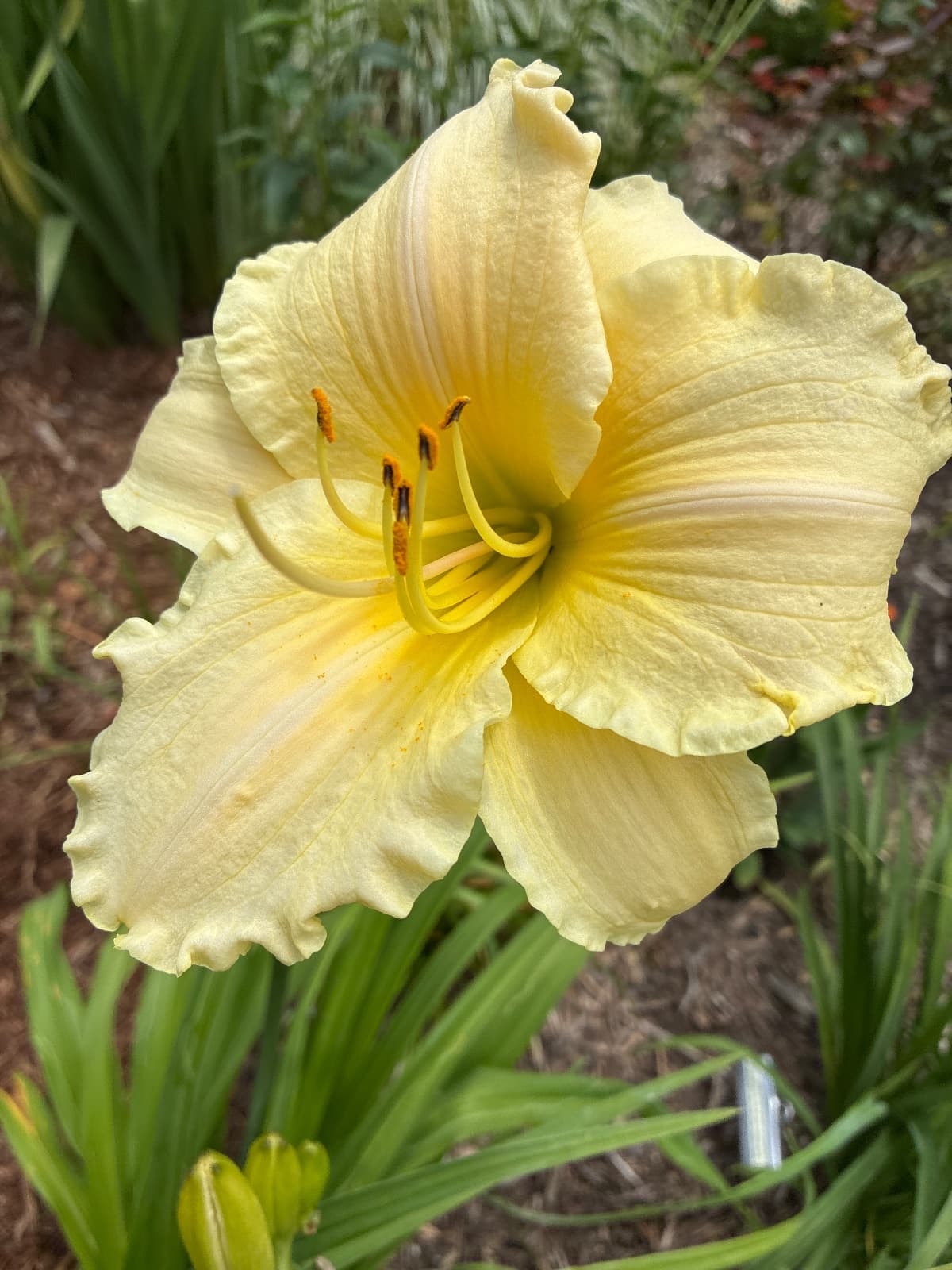 Kiss of Paradise Daylily