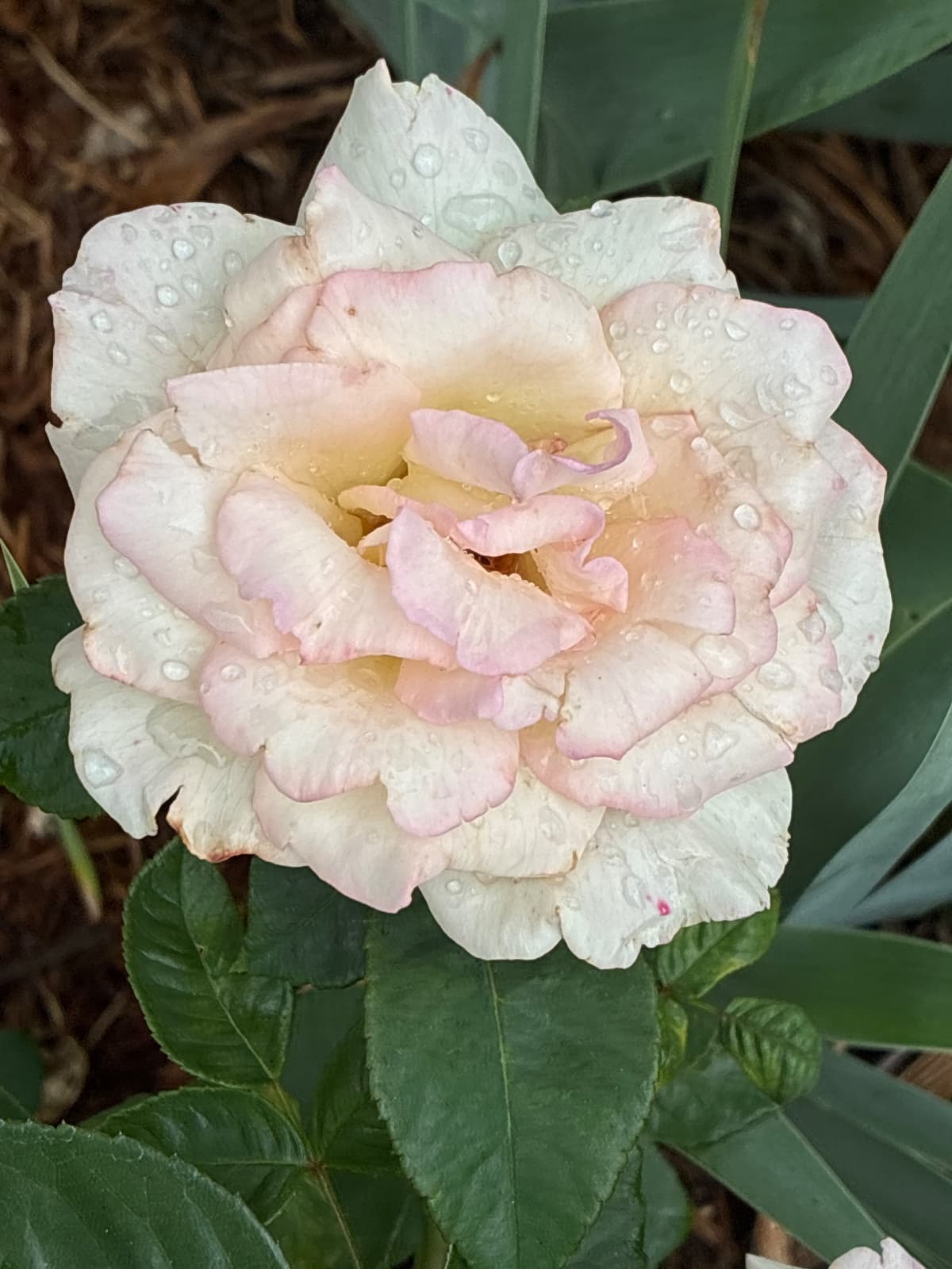 Kordes Perfecta Rose