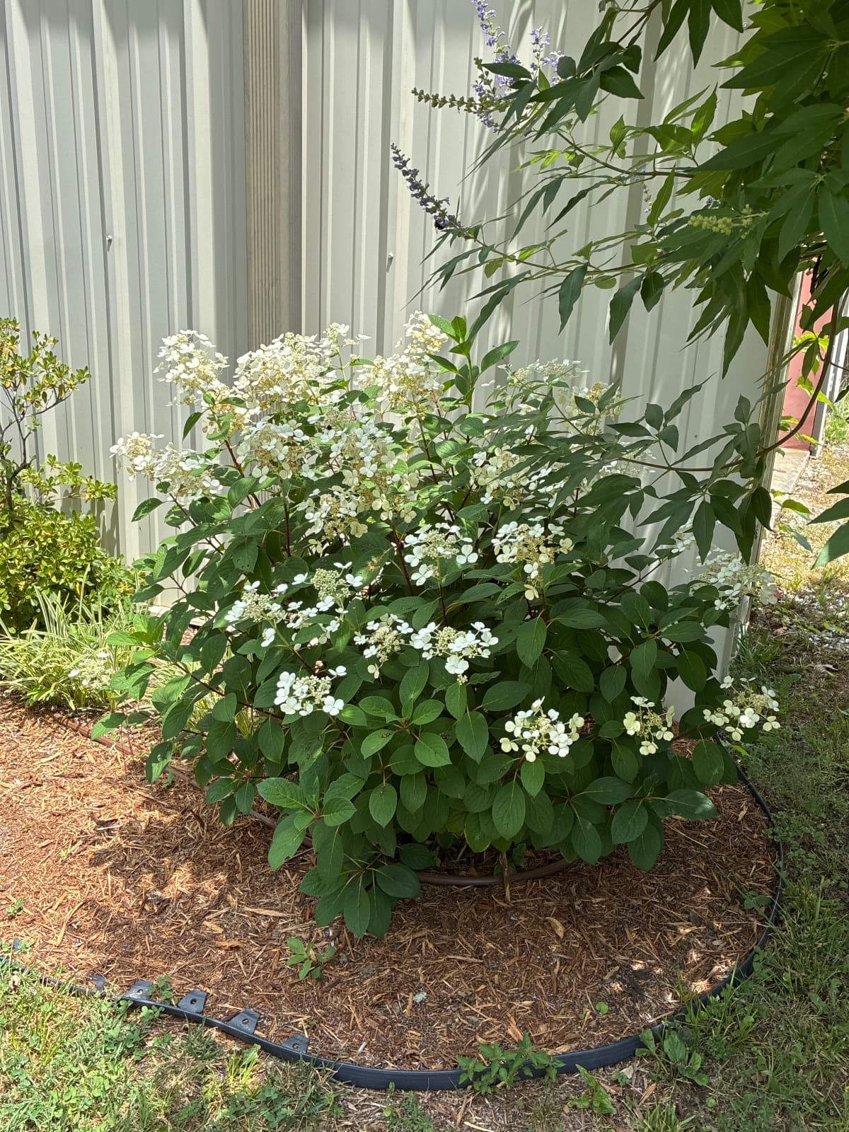 Lace Top Hydrangea