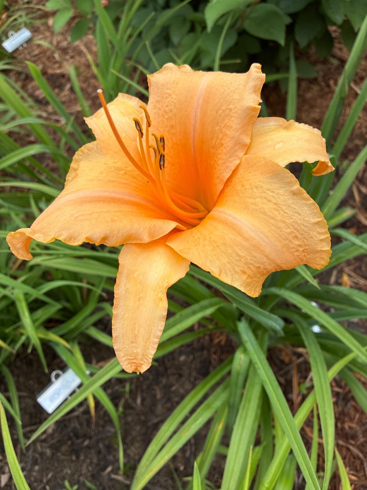 Lady Georgia Daylily