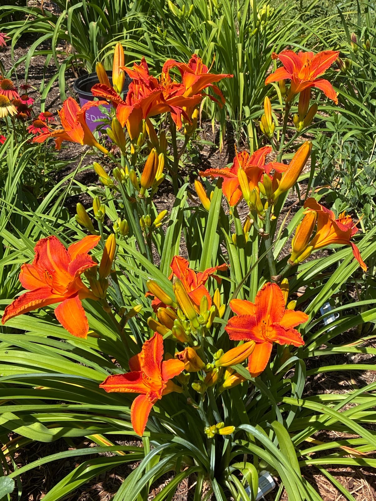 Lady Lucille Daylily