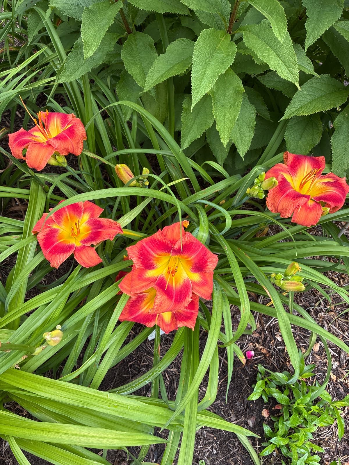 Late Starter Daylily