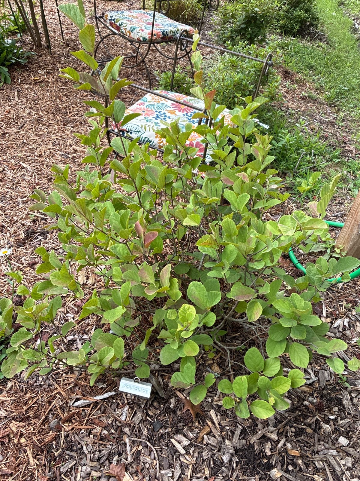 Legend of the Small Bottlebrush