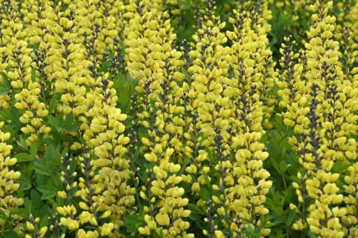 Lemon Meringue Baptisia